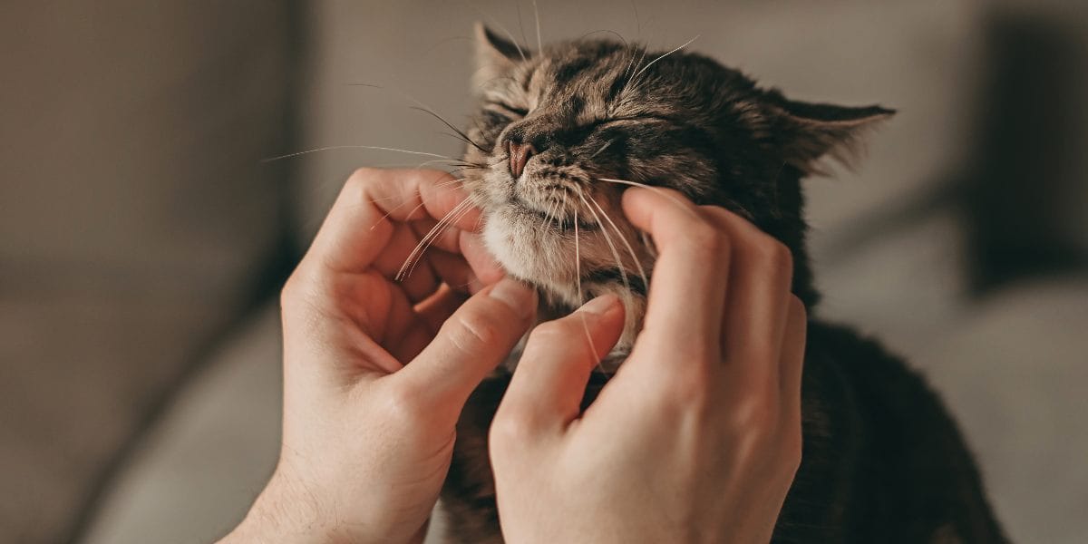 Katze streicheln So geht es richtig!